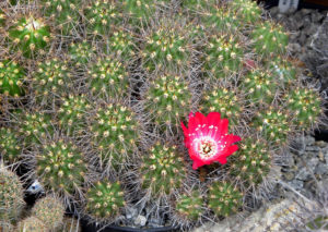 Lobivia rauschii