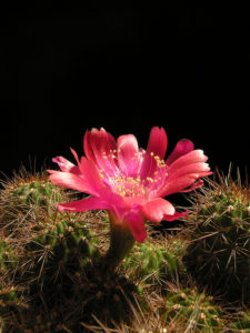Lobivia rauschii
