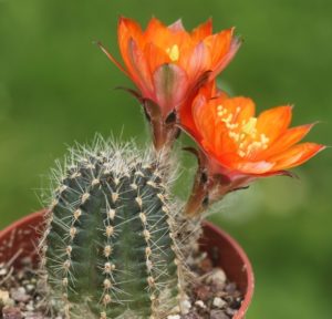 Lobivia steinmannii var.costata