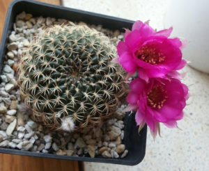Lobivia tiegeliana