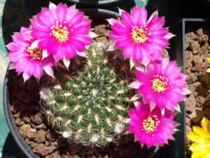 Lobivia tiegeliana
