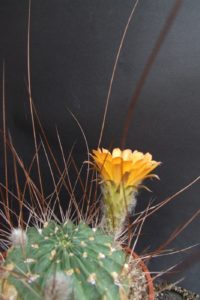 Lobivia variabilis