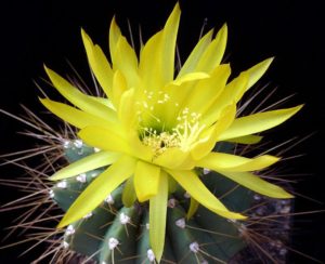 Lobivia walteri