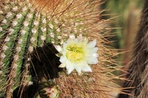Echinopsis atacamensis